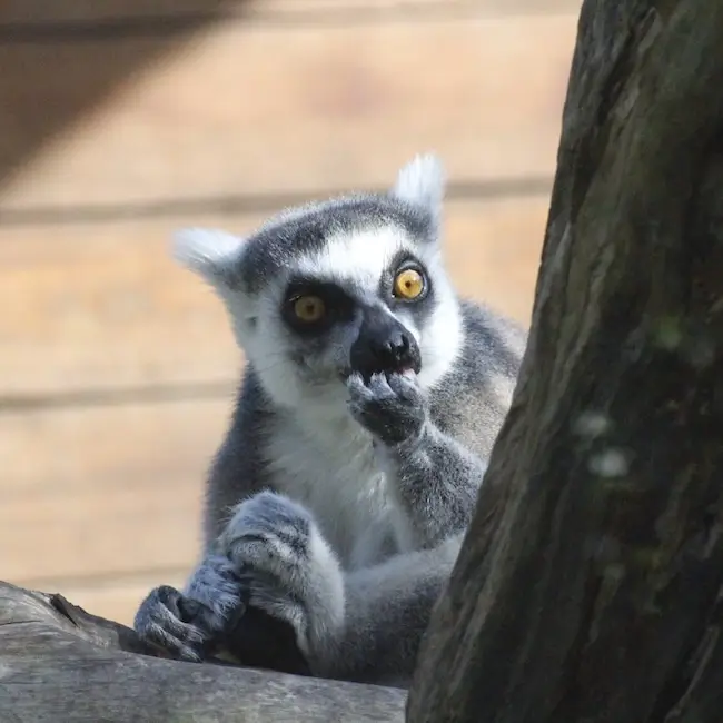 Bioparco-di-Sicilia