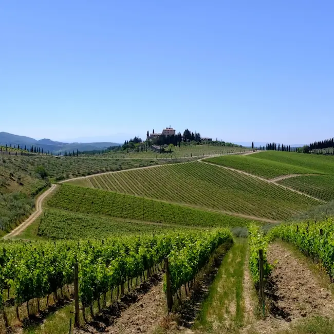 Vignobles de Chianti