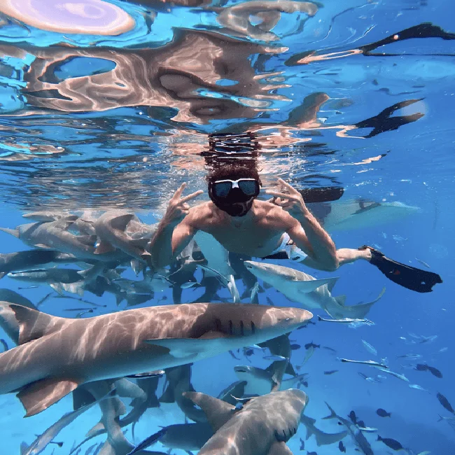 Activités Maldives requins