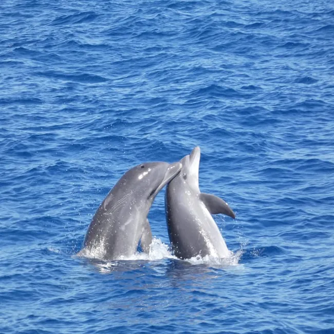Découverte des dauphins