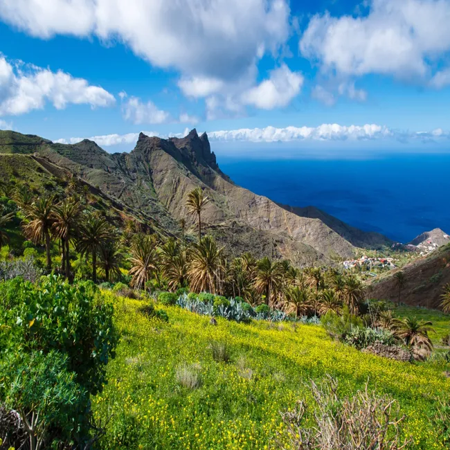 Forêt de Gomera