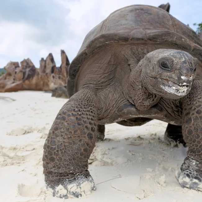 Tortue aux Seychelles
