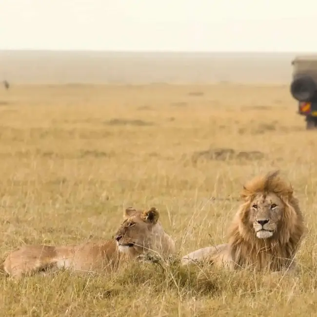 Safari dans le Masai Mara