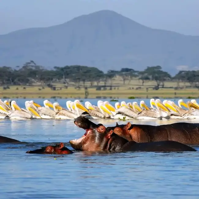 Balade en bateau sur le Lac Naivasha