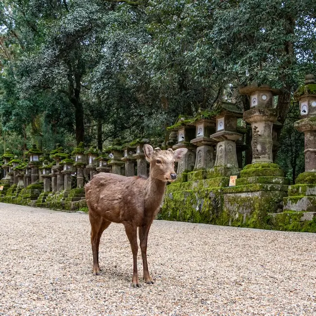 Les daims de Nara