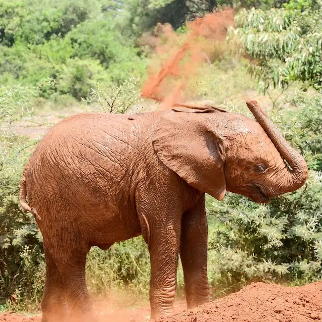 Centre des éléphants à Sheldrick