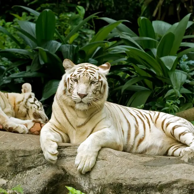 Singapore zoo