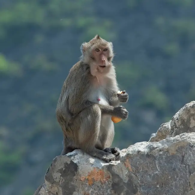 Singes sur l’île de Cat Ba