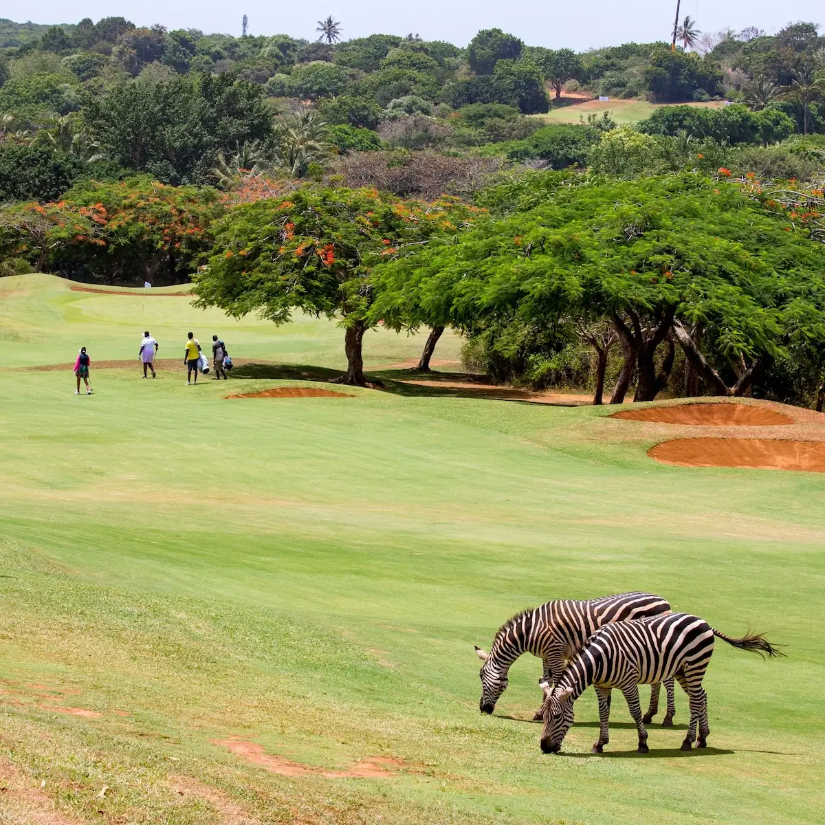 Jouer au golf au Kenya