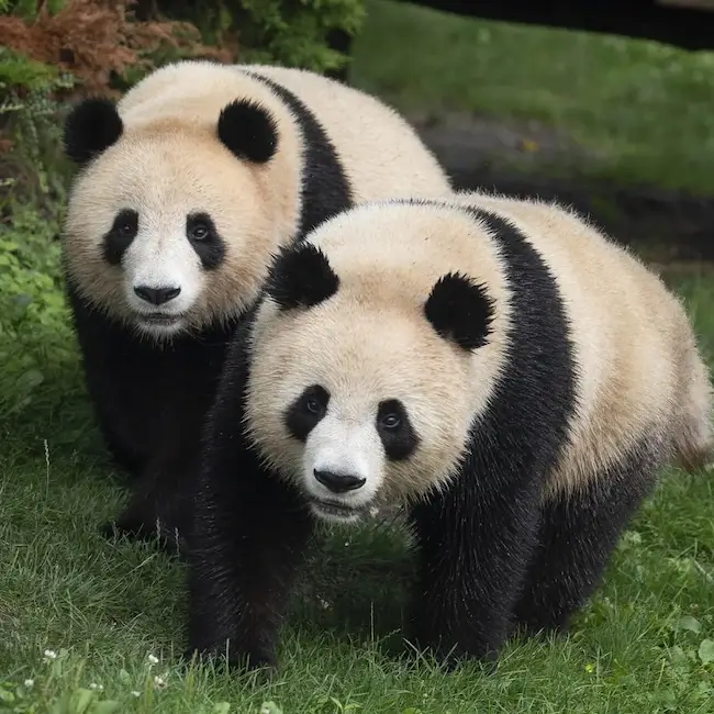 ZooParc de Beauval