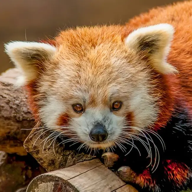 Zoo de la Palmyre