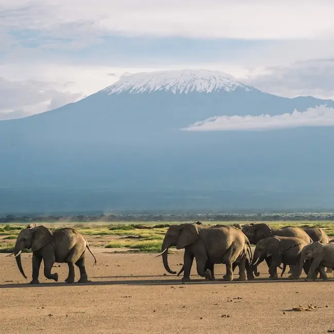 Safari à Amboseli