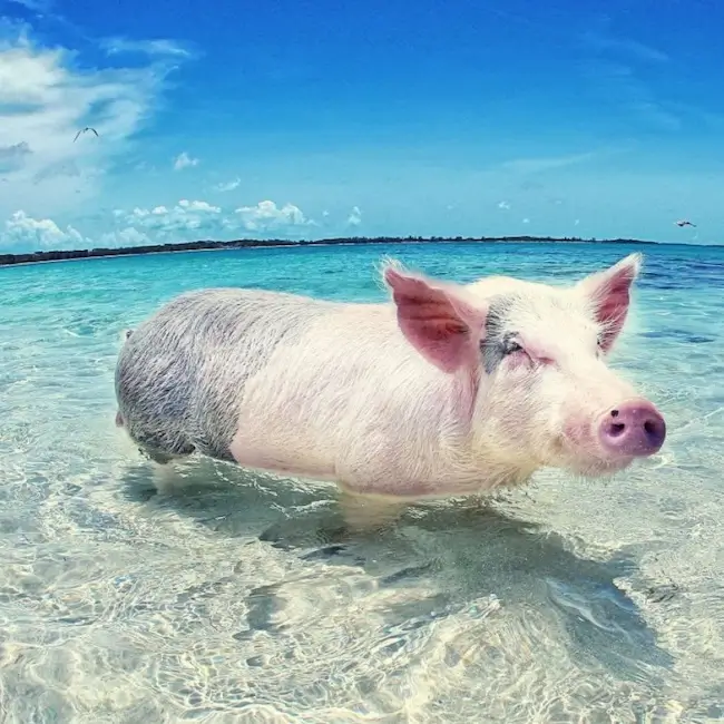 Cochons à Exuma