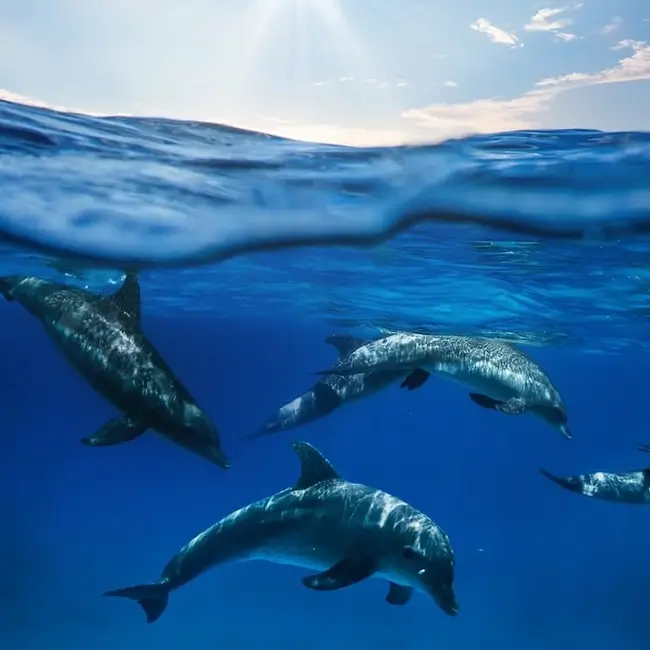 Sortie dauphins Ajaccio