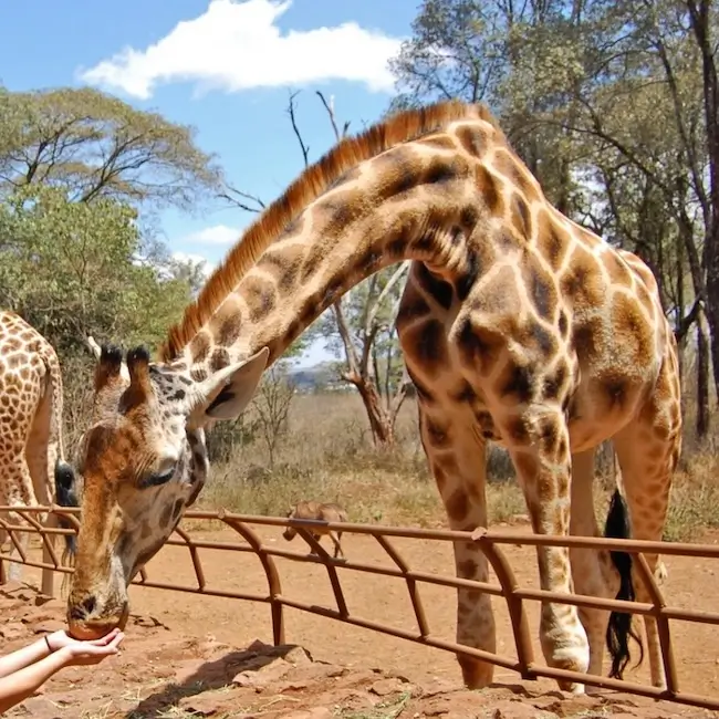 Giraffe center