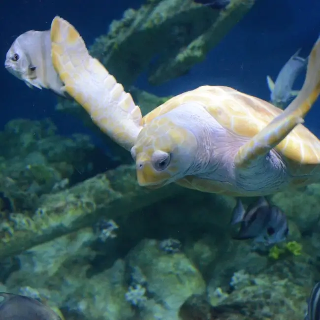 Aquarium de Pine Knoll Shores