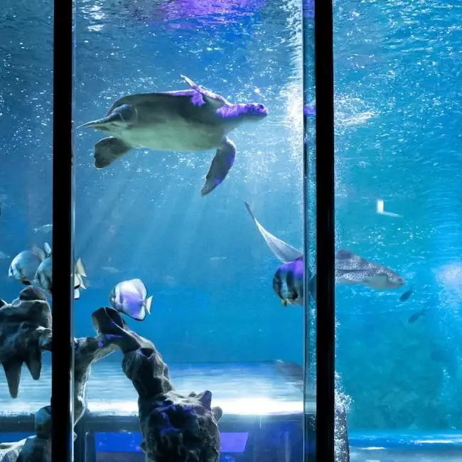 Aquarium