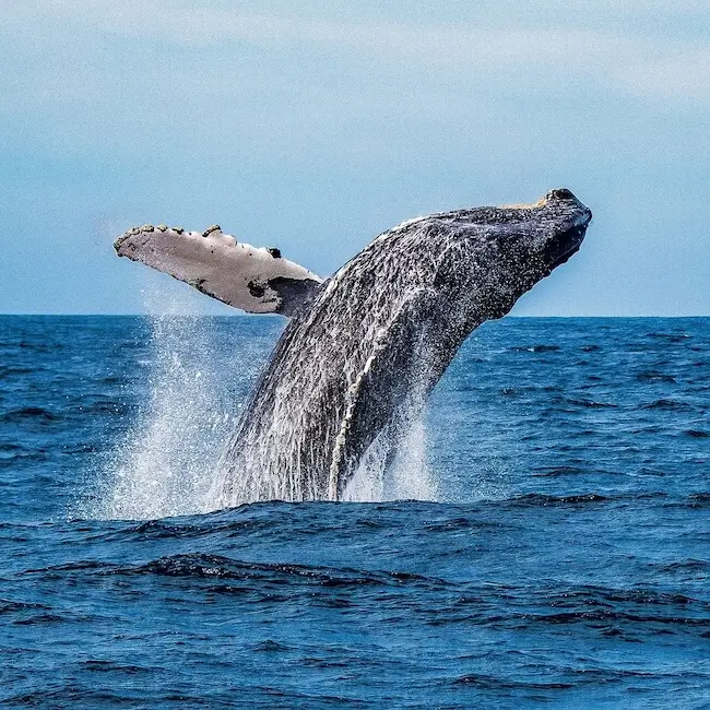Baleines à Samaná