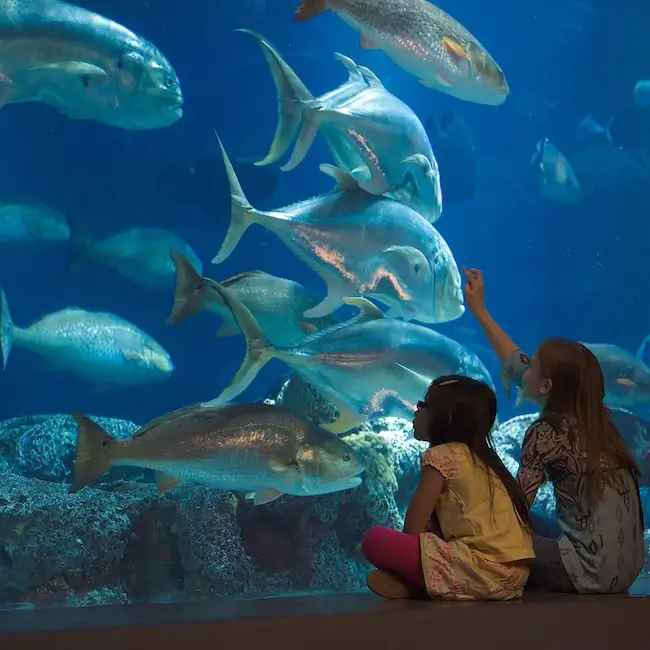 Charleston Aquarium