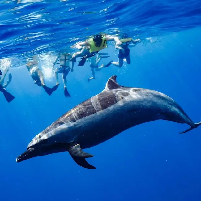Nage avec les dauphins