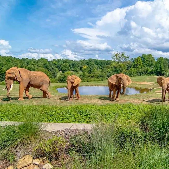 North Carolina Zoo