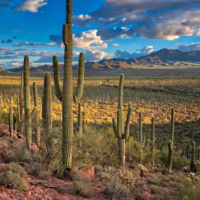 Saguaro National Park