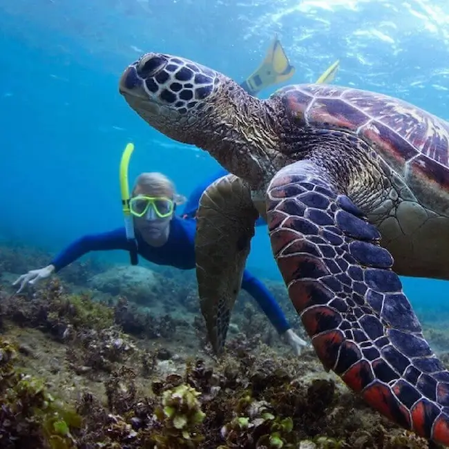 Snorkeling à Maui