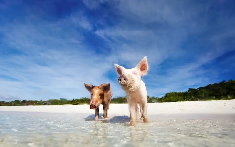 activites bahamas guide activités Bahamas