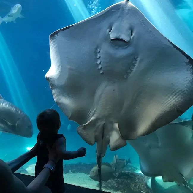 Aquarium de Maui