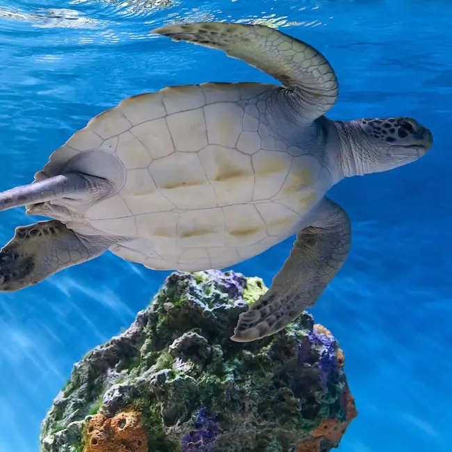 aquariums de Monterey