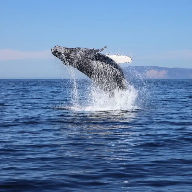 Observation des baleines