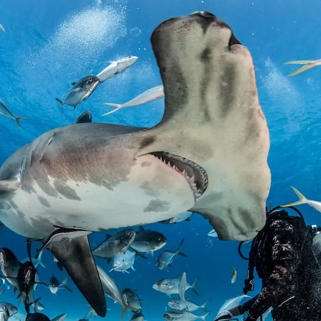 Plongée avec les requins à Bimini