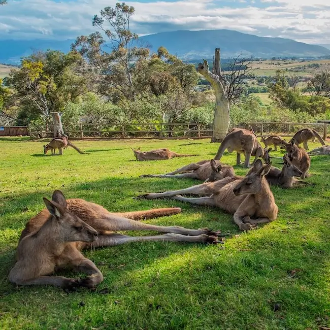 Bonorong Wildlife Sanctuary