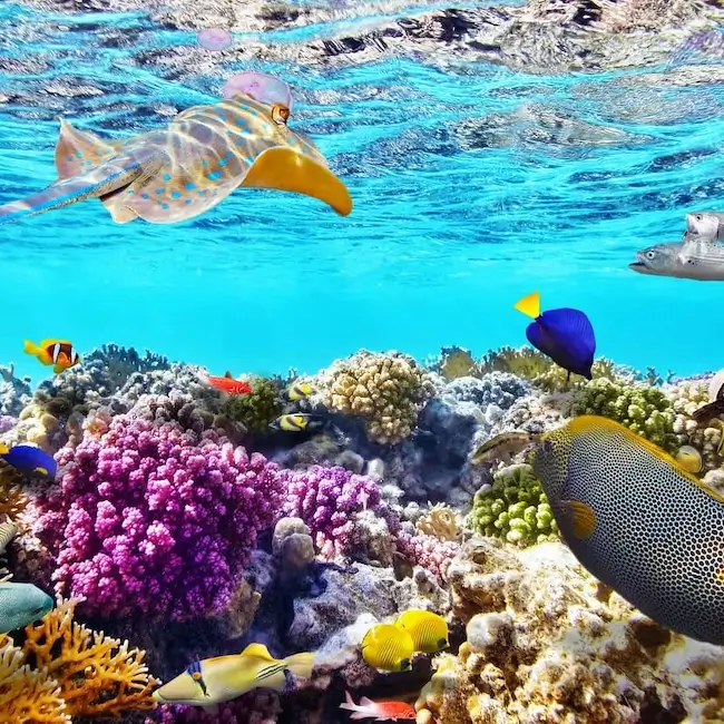 Corail