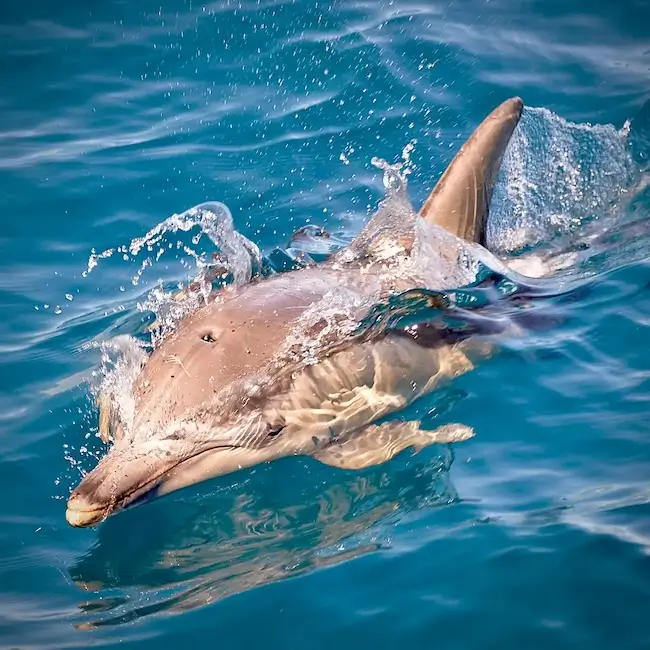 Dauphins à Glenelg