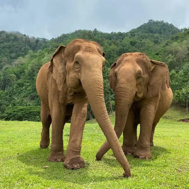 Elephant Sanctuary Chiang Mai