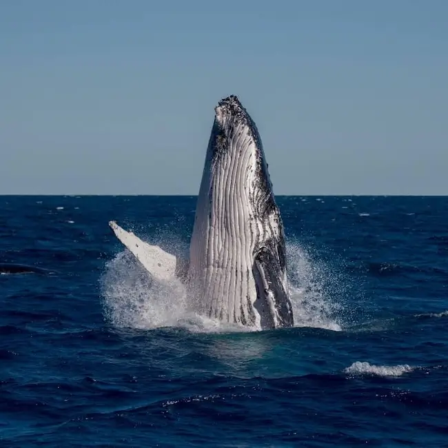Hervey Bay