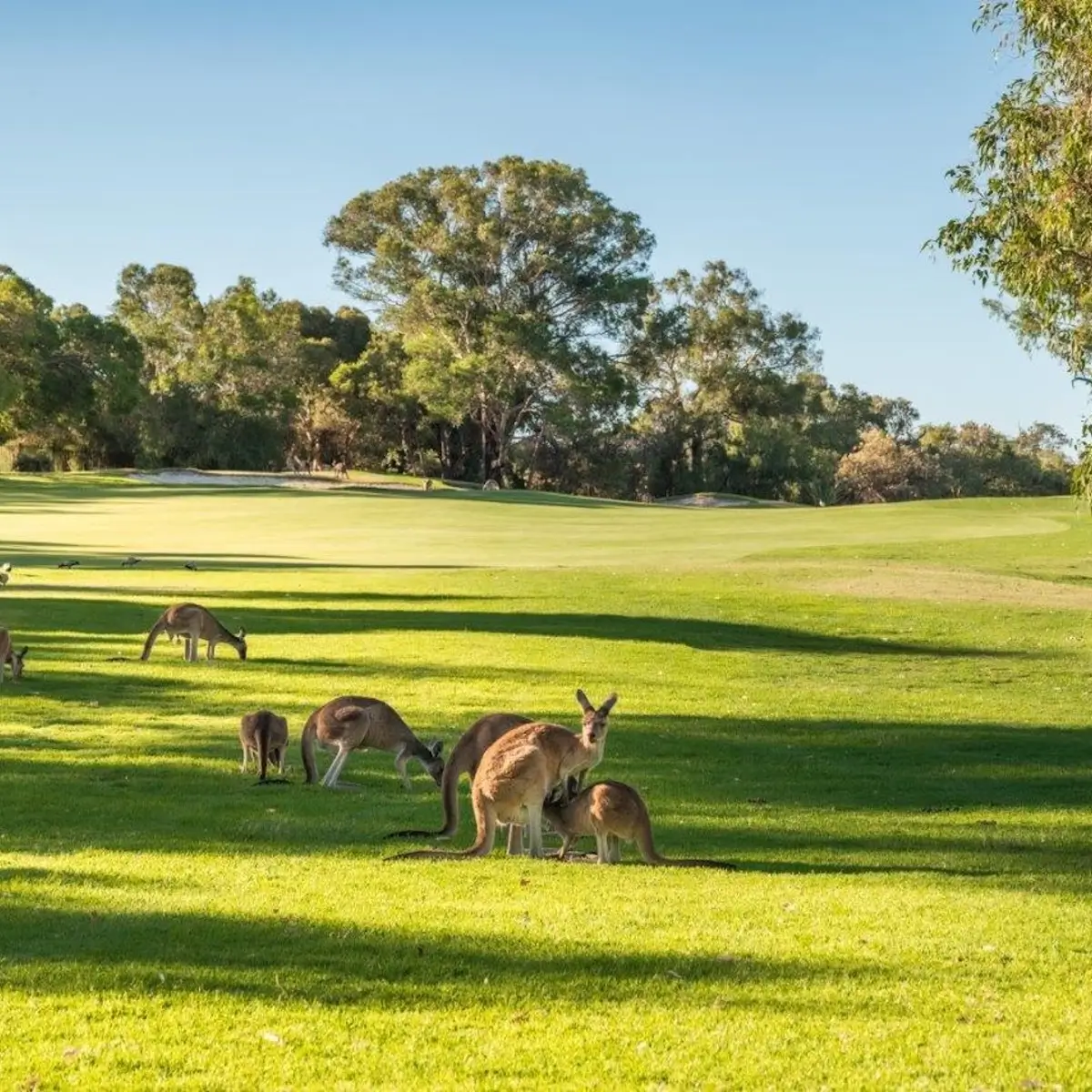 Régions de golf en Australie