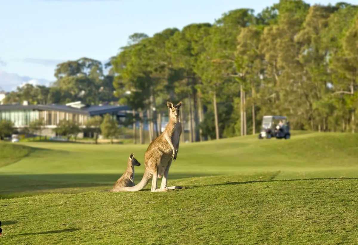 Sanctuary Cove Golf