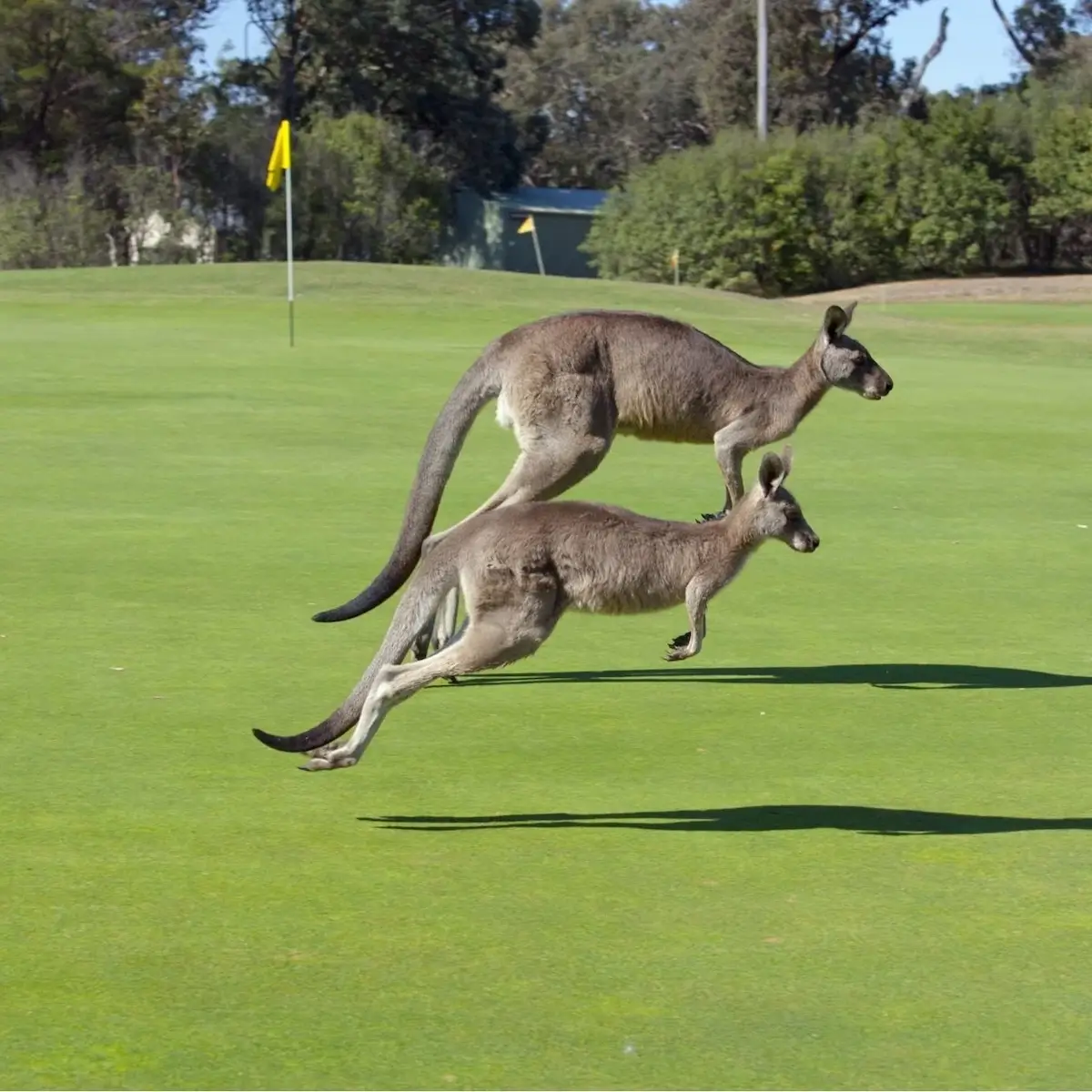 Meilleurs golfs en Australie