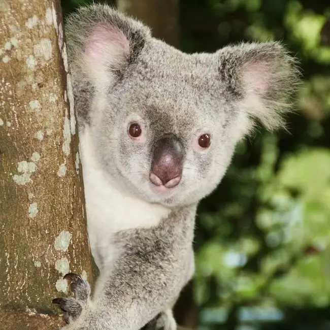 zoo Brisbane