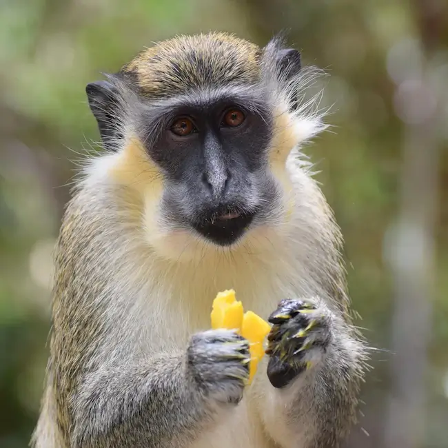 Singe la Barbade