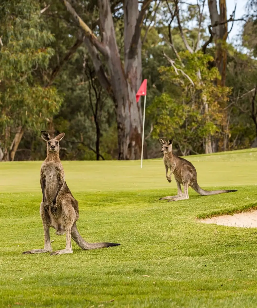 Barossa Valley Golf Club