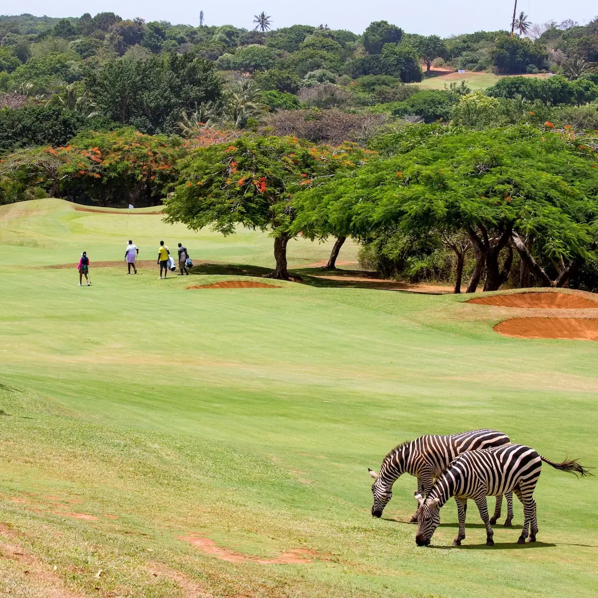 Vipingo Ridge Golf Resort